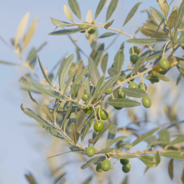 Pulsante - Azienda Agricola