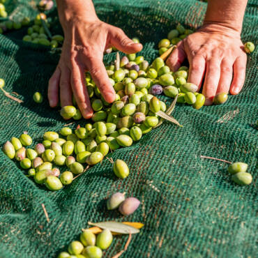 woman-hands-are-picking-fallen-olives-from-nets-un-2023-11-27-04-58-50-utc