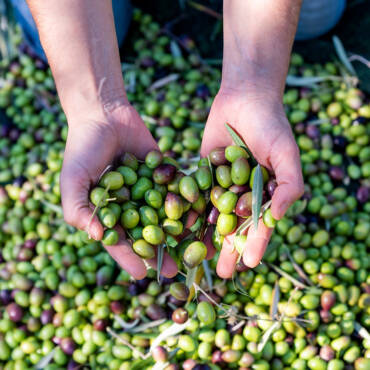 woman-keeps-in-her-hands-some-of-harvested-fresh-o-2023-11-27-05-02-39-utc